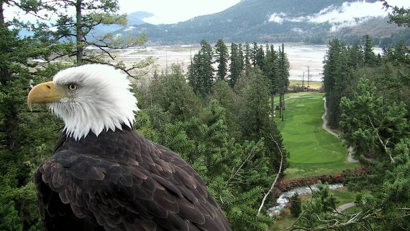 Photo from the Hancock Wildlife Foundation's eagle nest cameras in Harrison Mills, BC, showing a bald eagle looking out over the Chehalis-Harrison Flats, in the Fraser River Valley, a bit upstream from where the Harrison joins the Fraser. Used under a Creative Commons Attribution-Noncommercial-Share Alike 2.5 Canada License.