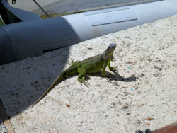 iguana on St. Martin