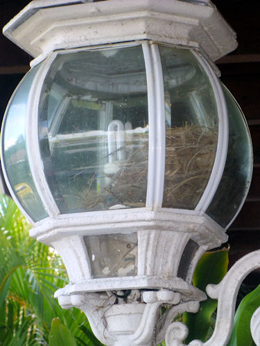 nest inside light fixture