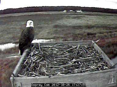 Blackwater NWR Osprey Cam