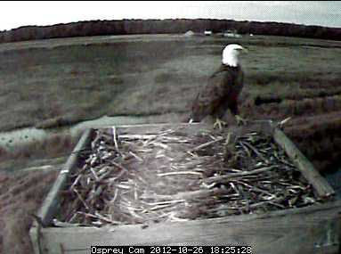 Blackwater NWR Osprey Cam