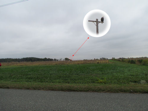 eagle perched on a phone pole