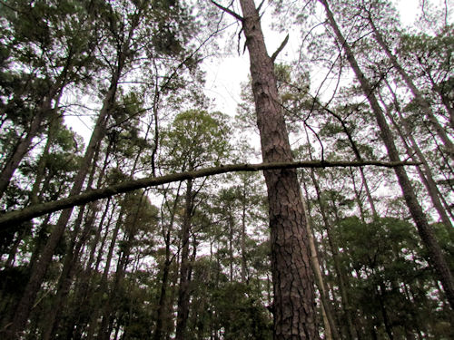 Trees at Blackwater National Wildlife Refuge