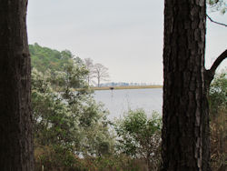 osprey nest