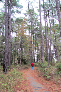 Charlie among the trees