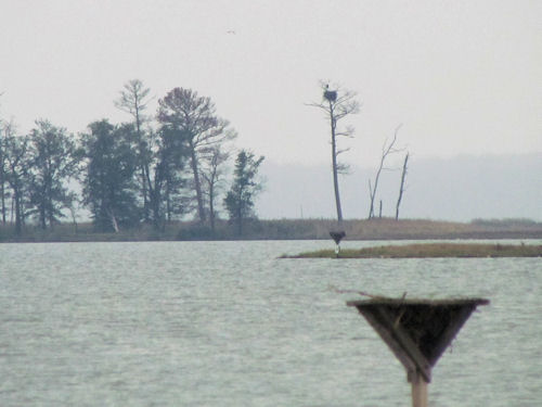 eagle nest on an island