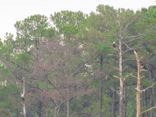 two eagles perched in trees