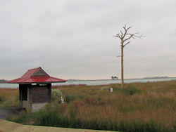 dead tree where eagles sometimes perch