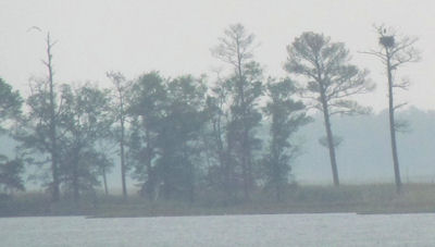 eagle nest on island