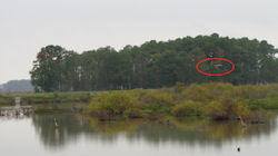 osprey cam nest