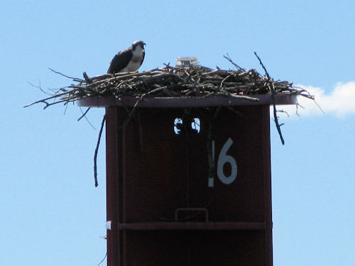 osprey nest with chick on channel marking buoy