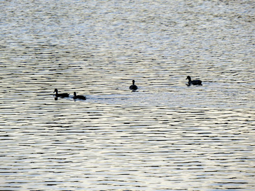 ducks in the Androscoggin River