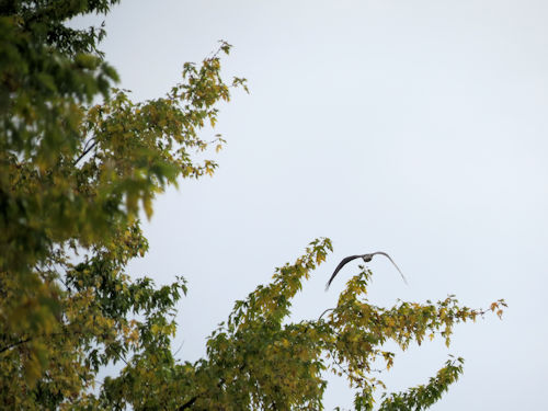 osprey flying over Androscoggin River