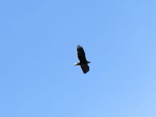 eagle flying over Androscoggin River