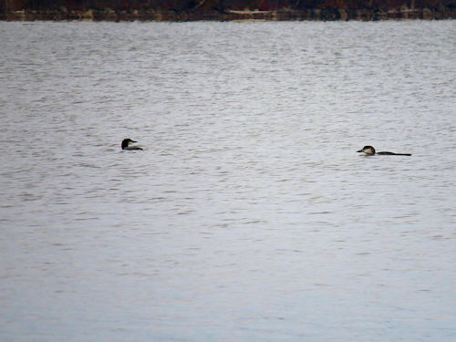 loons on Lake Auburn