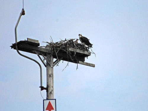 view of osprey nest