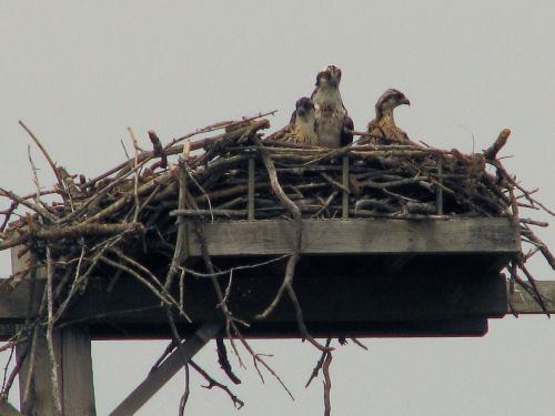 osprey in their nest