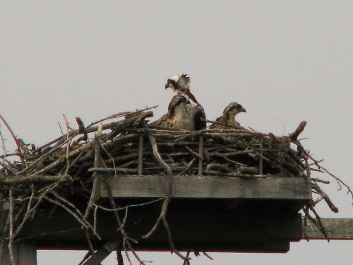 osprey in their nest