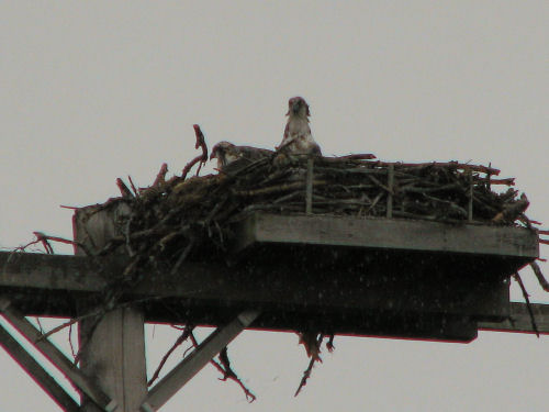 Mom osprey with chick