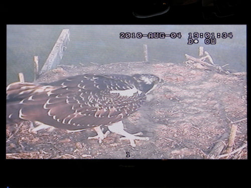 osprey chick on monitor