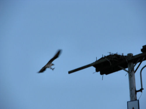 osprey chick landing