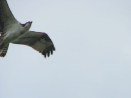 osprey overhead