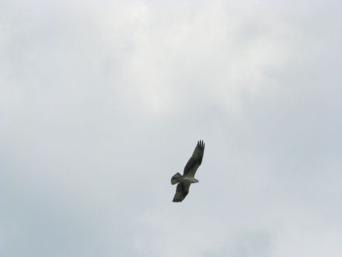 osprey flying