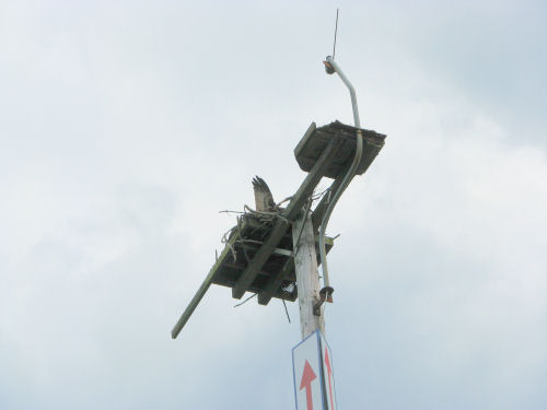 osprey landing on nest