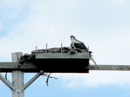 osprey chick on nest