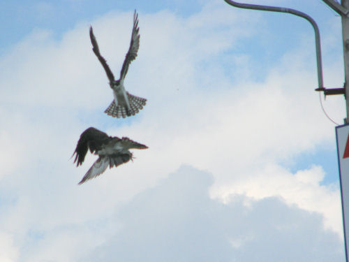 two osprey tumbling