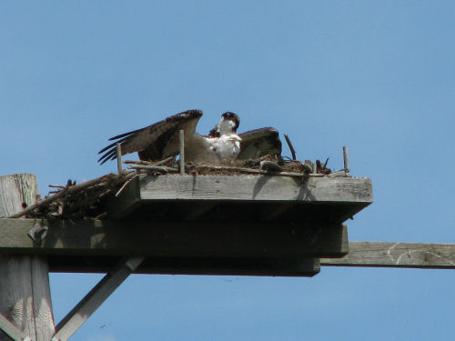 osprey on nest