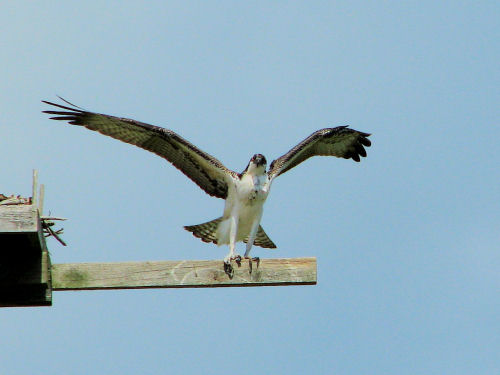 osprey fledging