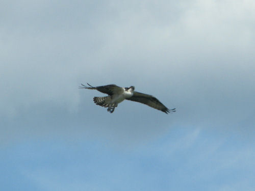 osprey flying