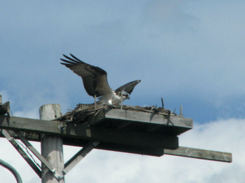 osprey landing at nest