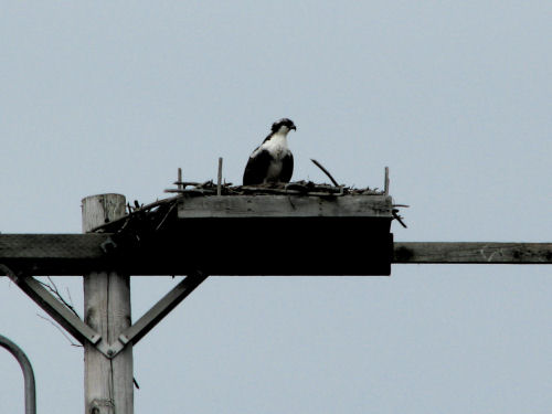 osprey chick in nest