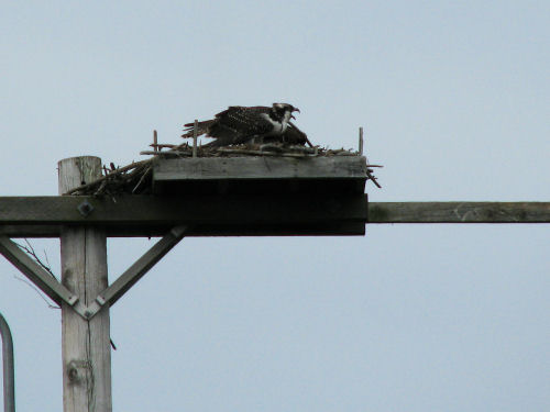 osprey fledgling mantling