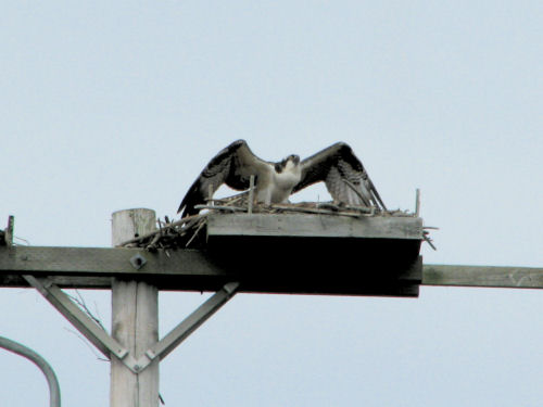 osprey chick defending nest