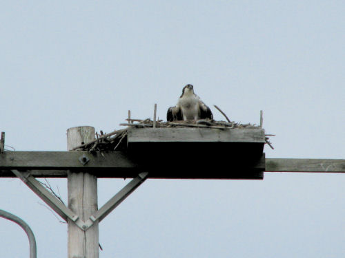 osprey chick defending nest