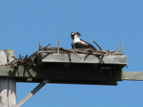 osprey fledgling in nest