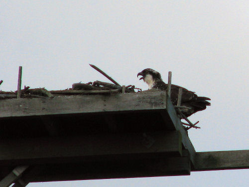 chick peeping on nest