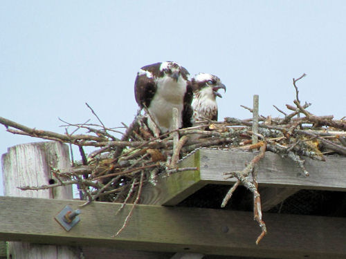 osprey on nest
