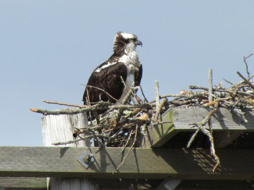 female osprey at nest