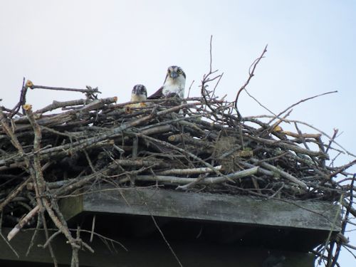 osprey mom and chick at Taste of Maine Restaurant