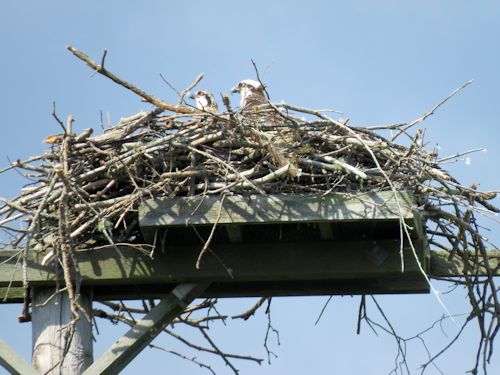 Taste of Maine Osprey Cam nest