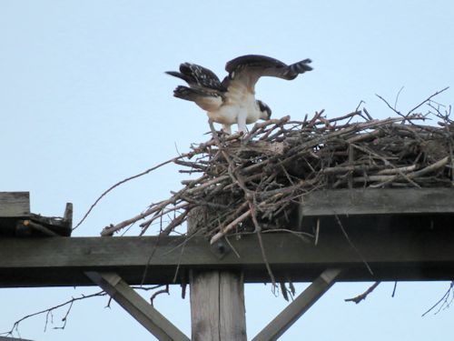 fledgling osprey at the Taste of Maine Restaurant in Woolwich