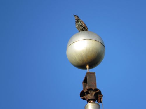bird on flagpole