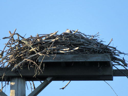 osprey nest at Taste of Maine