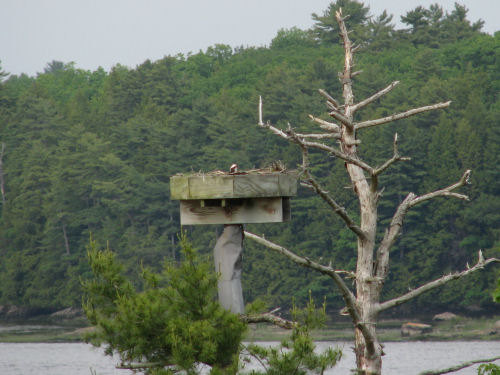 osprey nest in the Sasanoa River, Arrowsic, Maine