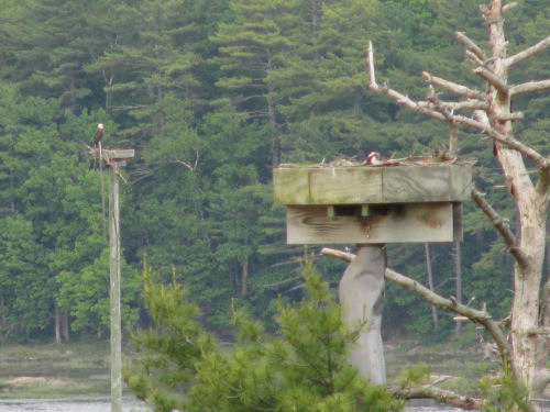 eagle perched on a platform in the Sasanoa River