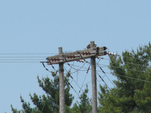osprey on transmission tower